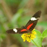 Heliconius himera image