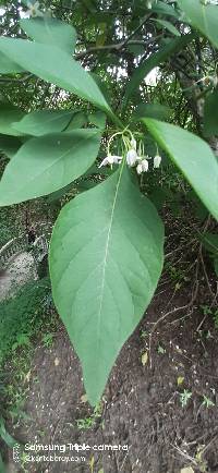 Solanum corumbense image