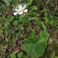 Begonia parcifolia image