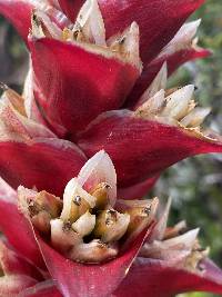 Guzmania variegata image