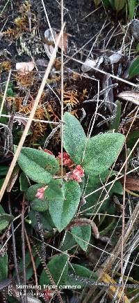 Gaultheria glomerata image