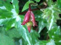 Begonia acerifolia image