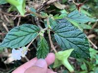 Begonia urticae image