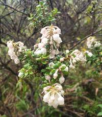 Gaultheria foliolosa image