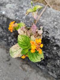 Lantana camara image