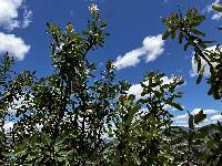 Oreocallis grandiflora image