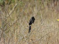 Crotophaga sulcirostris image