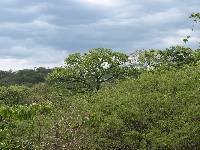 Ceiba trischistandra image