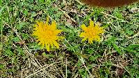 Taraxacum officinale image