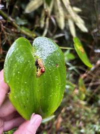 Pleurothallis cordata image