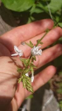 Plumbago zeylanica image