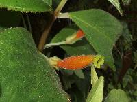 Columnea poortmannii image