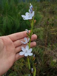 Orthrosanthus chimboracensis image