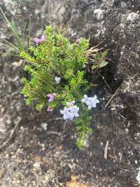 Arcytophyllum thymifolium image