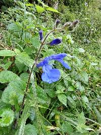 Salvia scutellarioides image