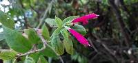 Salvia tortuosa image