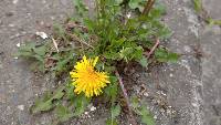 Taraxacum officinale image