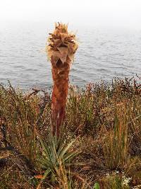 Puya cajasensis image