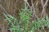 Cirsium vulgare image