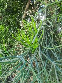 Euphorbia tirucalli image