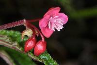 Begonia urticae image