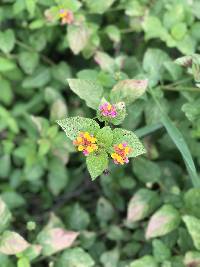 Lantana camara image