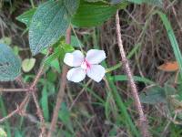 Monochaetum lineatum image