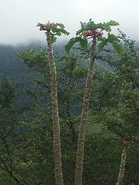 Vasconcellea parviflora image