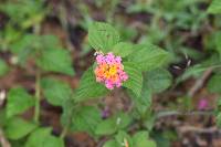 Lantana camara image