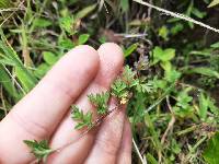 Bidens andicola image