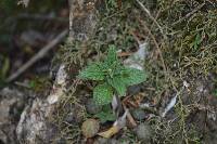 Peperomia fraseri image