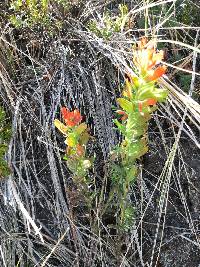 Castilleja fissifolia image