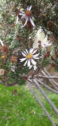 Diplostephium ericoides image