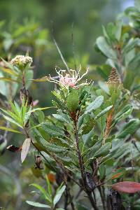 Oreocallis grandiflora image