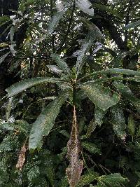 Euphorbia laurifolia image