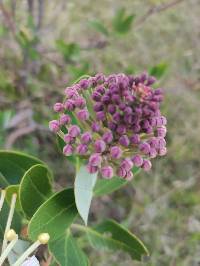 Oreocallis grandiflora image