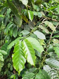 Coffea arabica image