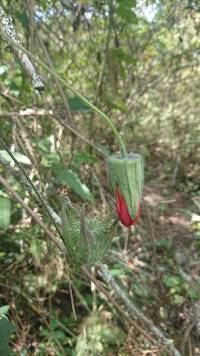 Abutilon reflexum image