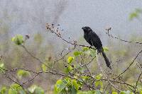 Crotophaga sulcirostris image