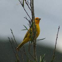 Sicalis flaveola image