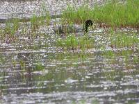 Fulica ardesiaca image