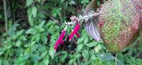 Salvia tortuosa image