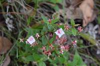 Monochaetum lineatum image