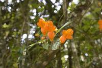 Columnea strigosa image