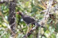 Turdus fuscater image