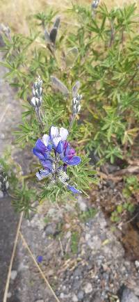 Lupinus pubescens image