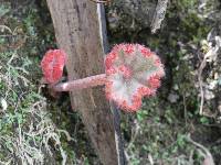 Begonia parcifolia image