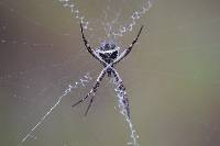 Argiope argentata image