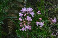 Bejaria subsessilis image