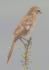 Mimus longicaudatus image